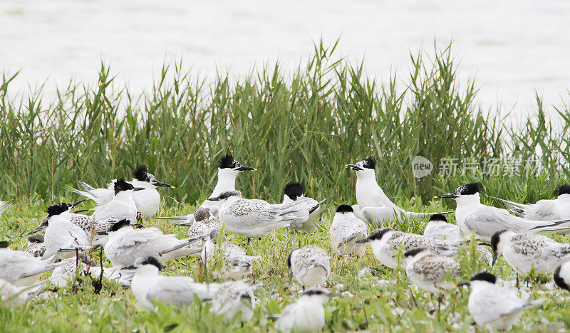 燕鸥(Sterna sandvicensis)